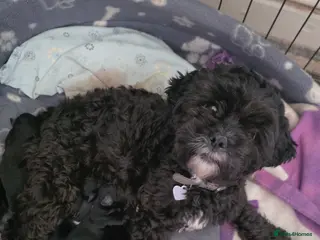 Shihpoo dogs Shihpoo puppies - Advert 3