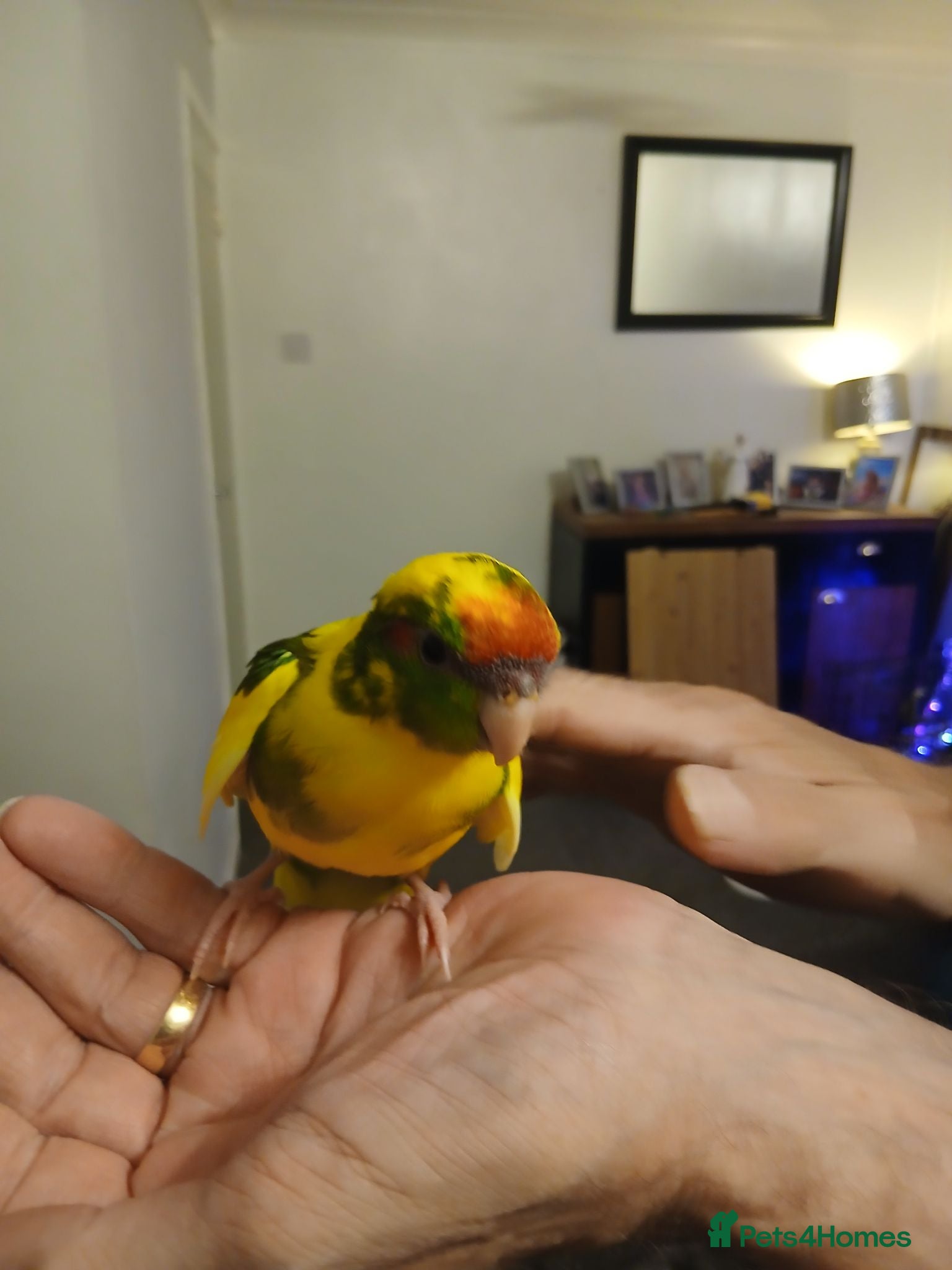 Mixed Breed birds Young kakariki - Advert 1