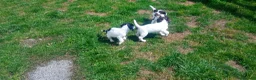English Springer Spaniel dogs for sale: English springer spaniel pups  - Advert 8