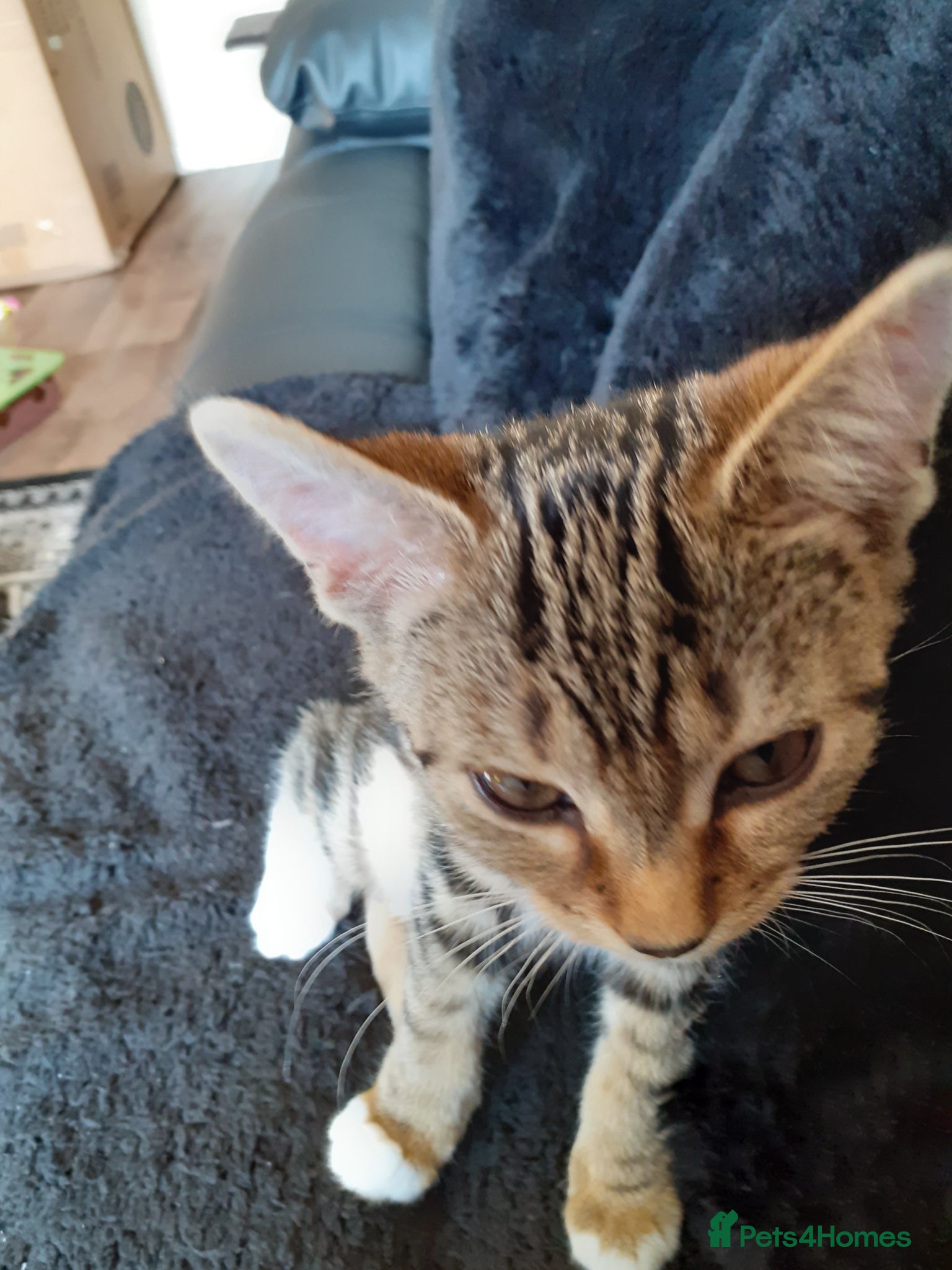 Mixed Breed cats for sale: Kitten female  - Advert 4