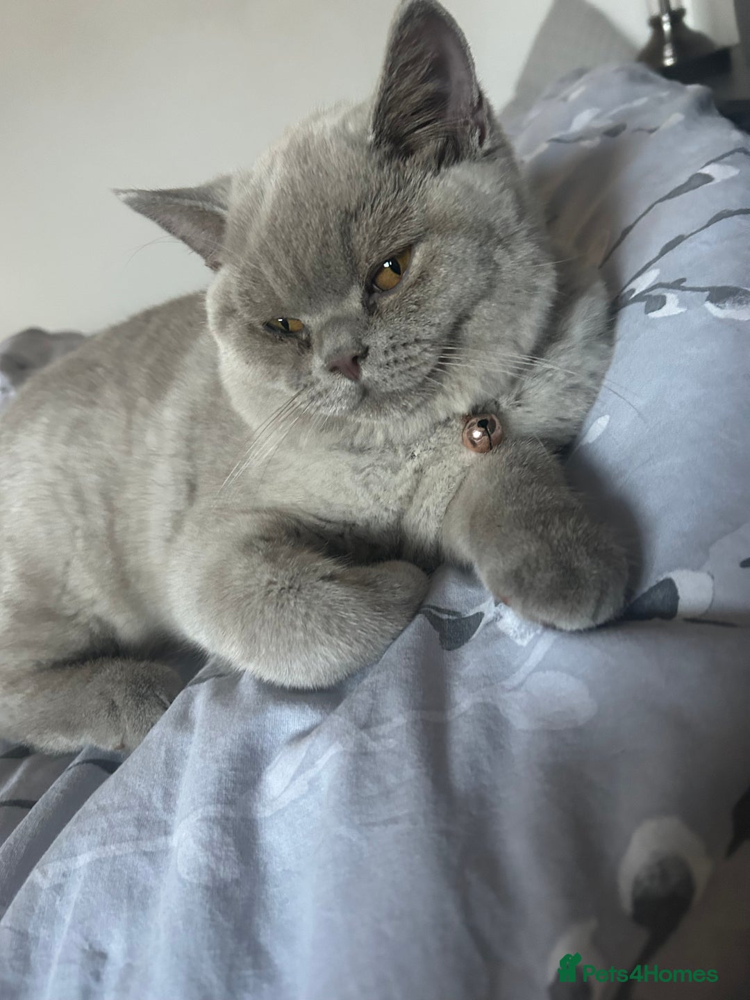 British Shorthair cats for sale: British short hair ( Lilac Male)  - Image 5