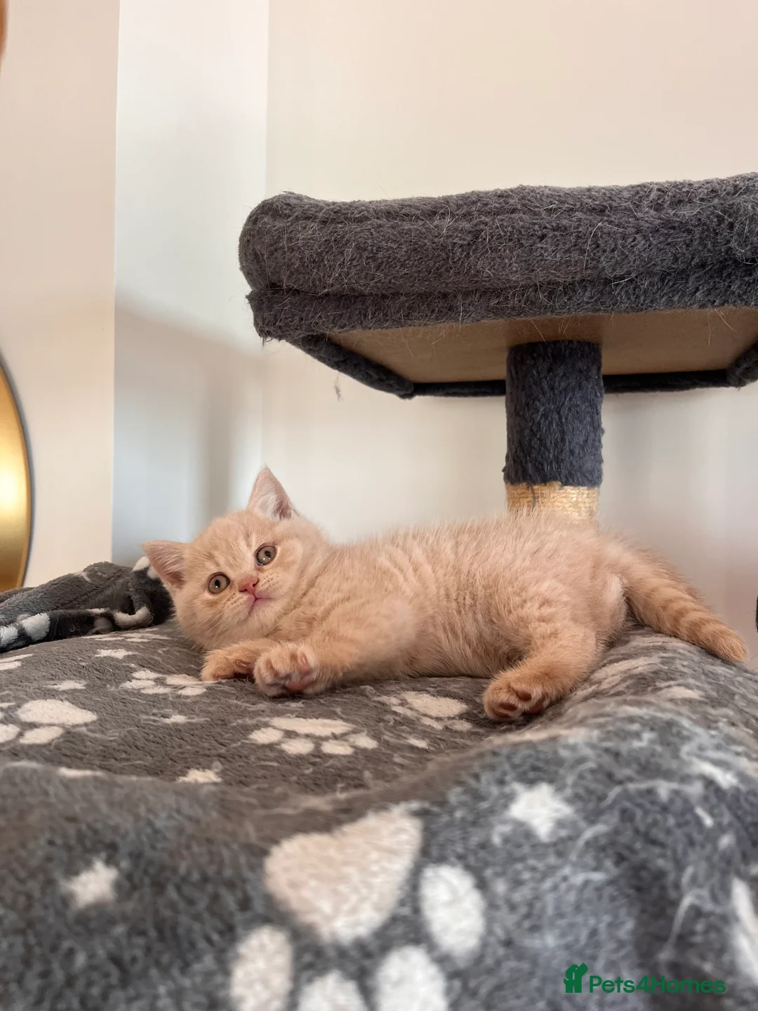 British Shorthair cats for sale: BRITISH SHORTHAIR GIRL 🌸 - Advert 2