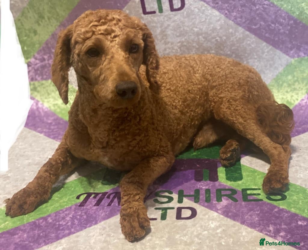 Cockapoo dogs F1 mini Cockapoo’s various colours 30 dna clear  - Advert 2