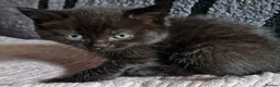 British Shorthair cats for sale: British Shorthair Exotic Kittens - Advert 4