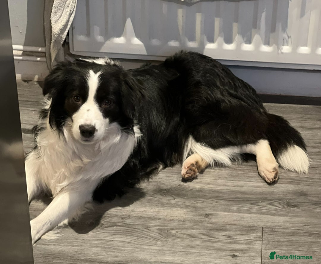 Border Collie dogs for sale: Stunning Traditional Show Line Health Tested Pups - Advert 3
