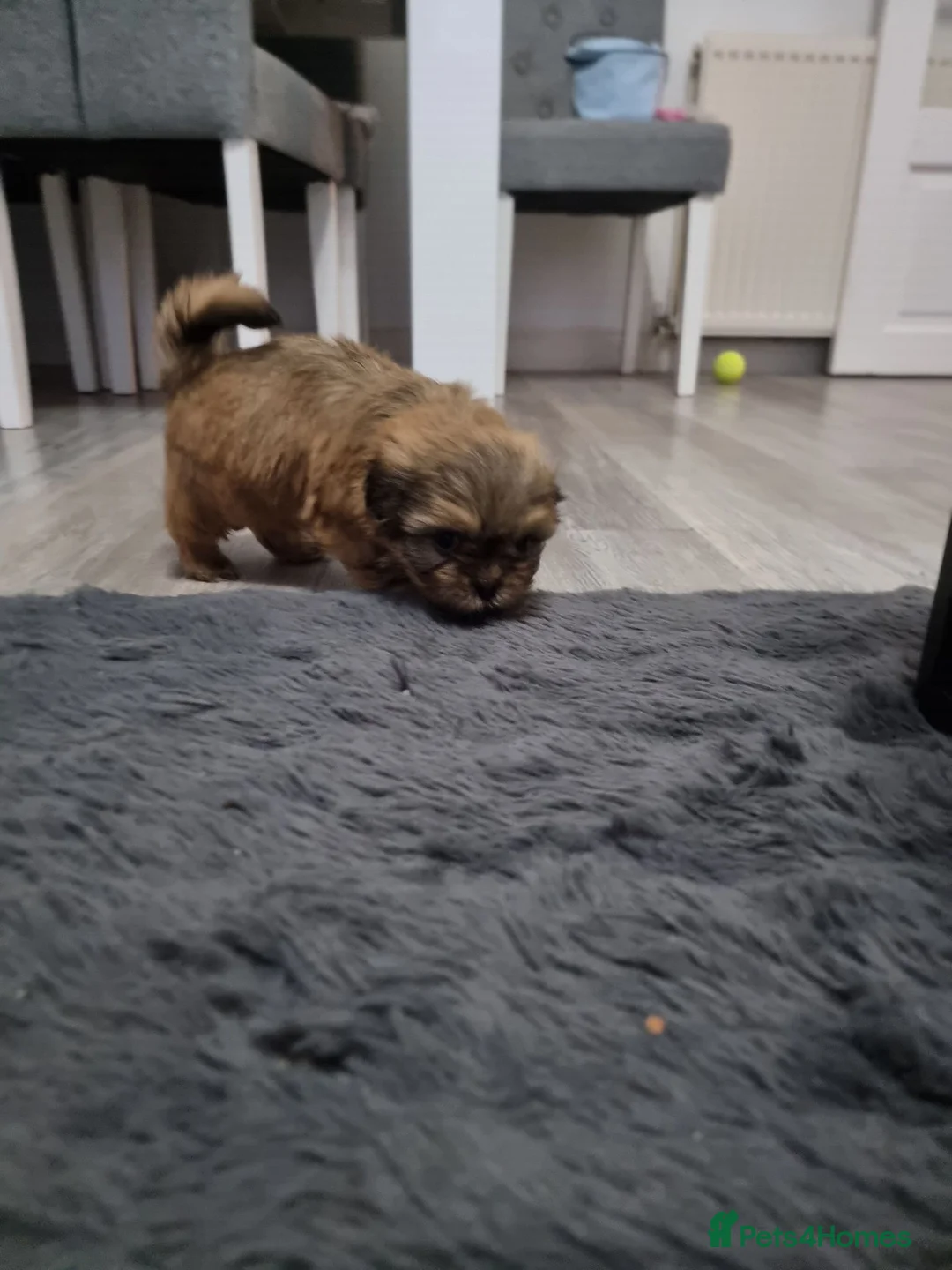 Shih Tzu dogs for sale: Beautiful Shih Tzu Puppies - Advert 2