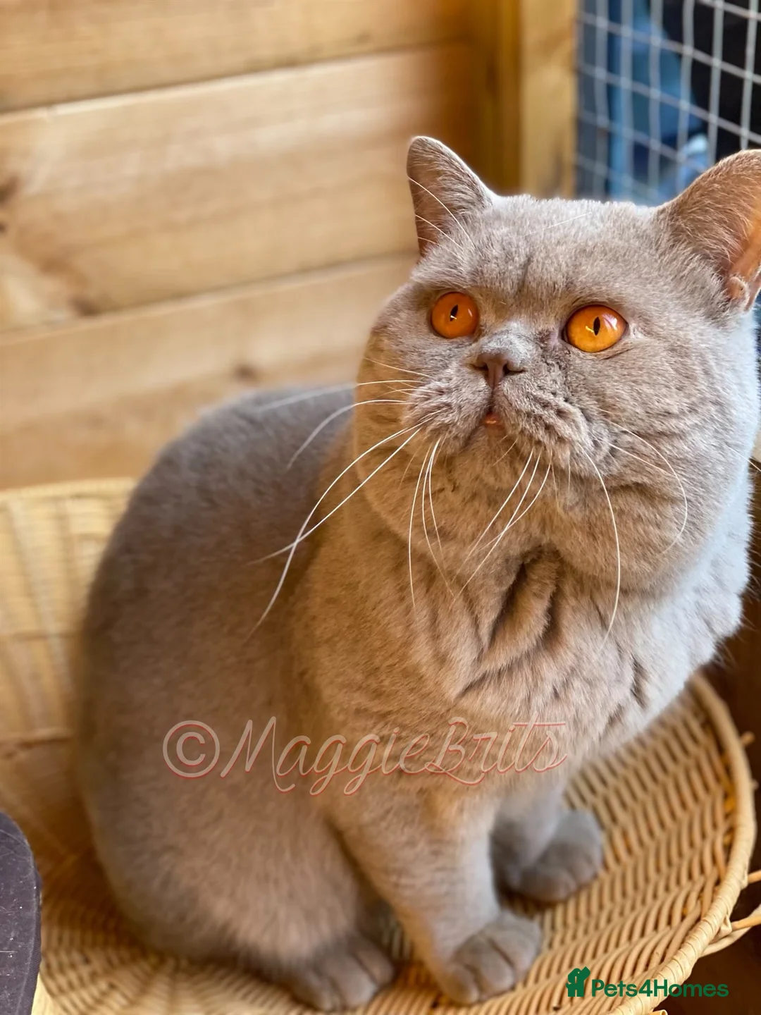 British Shorthair cats for stud: Championline Lilac Stud in Northolt - Advert 13
