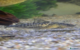 Other/Mixed Breed fish for sale: Tropical fish  - Image 10