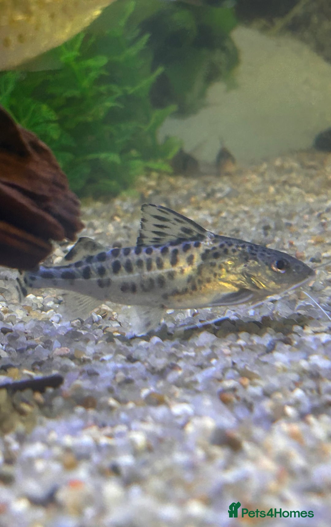 Other/Mixed Breed fish for sale: Tropical fish  - Image 10