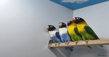 Lovebirds birds - Advert 4