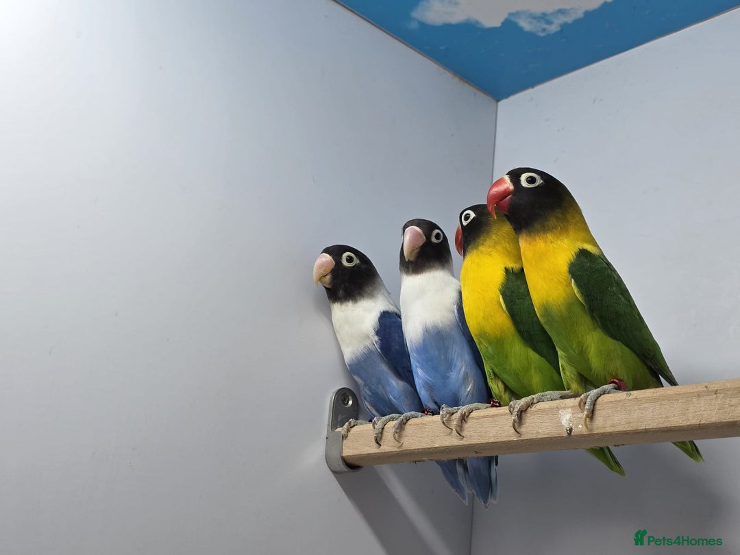 Lovebirds birds for sale: Fisher/Opaline lovebird for sale - Image 2