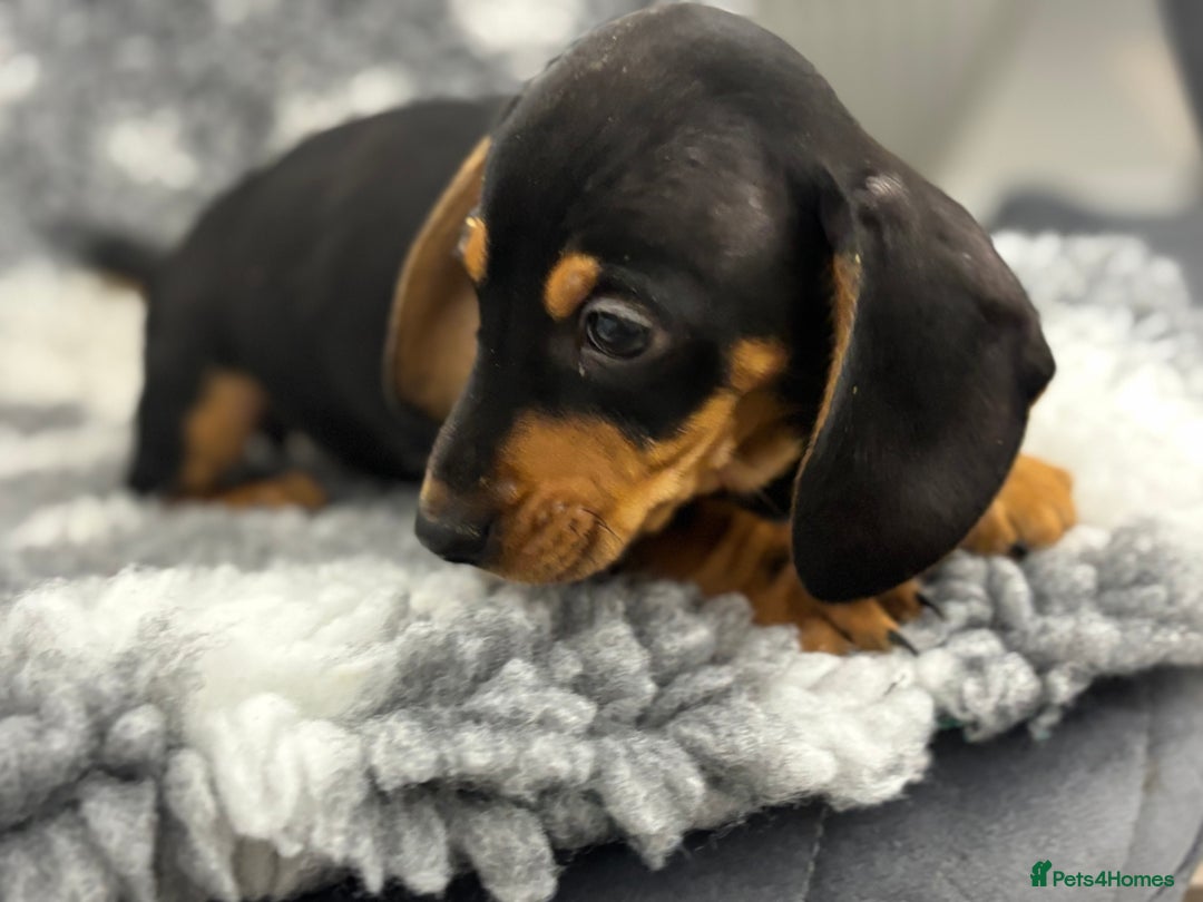 Miniature Dachshund dogs for sale: 7 Daschunds pups  - Advert 8