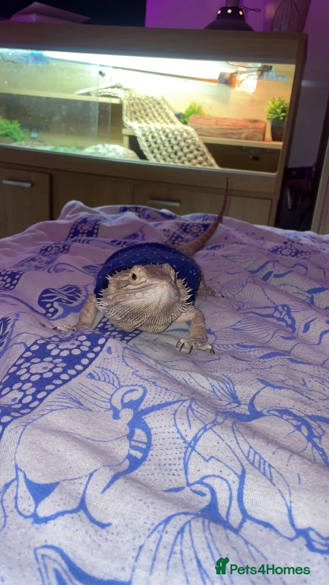 Bearded Dragon reptiles for sale: Cutest bearded dragon in Liverpool - Advert 2