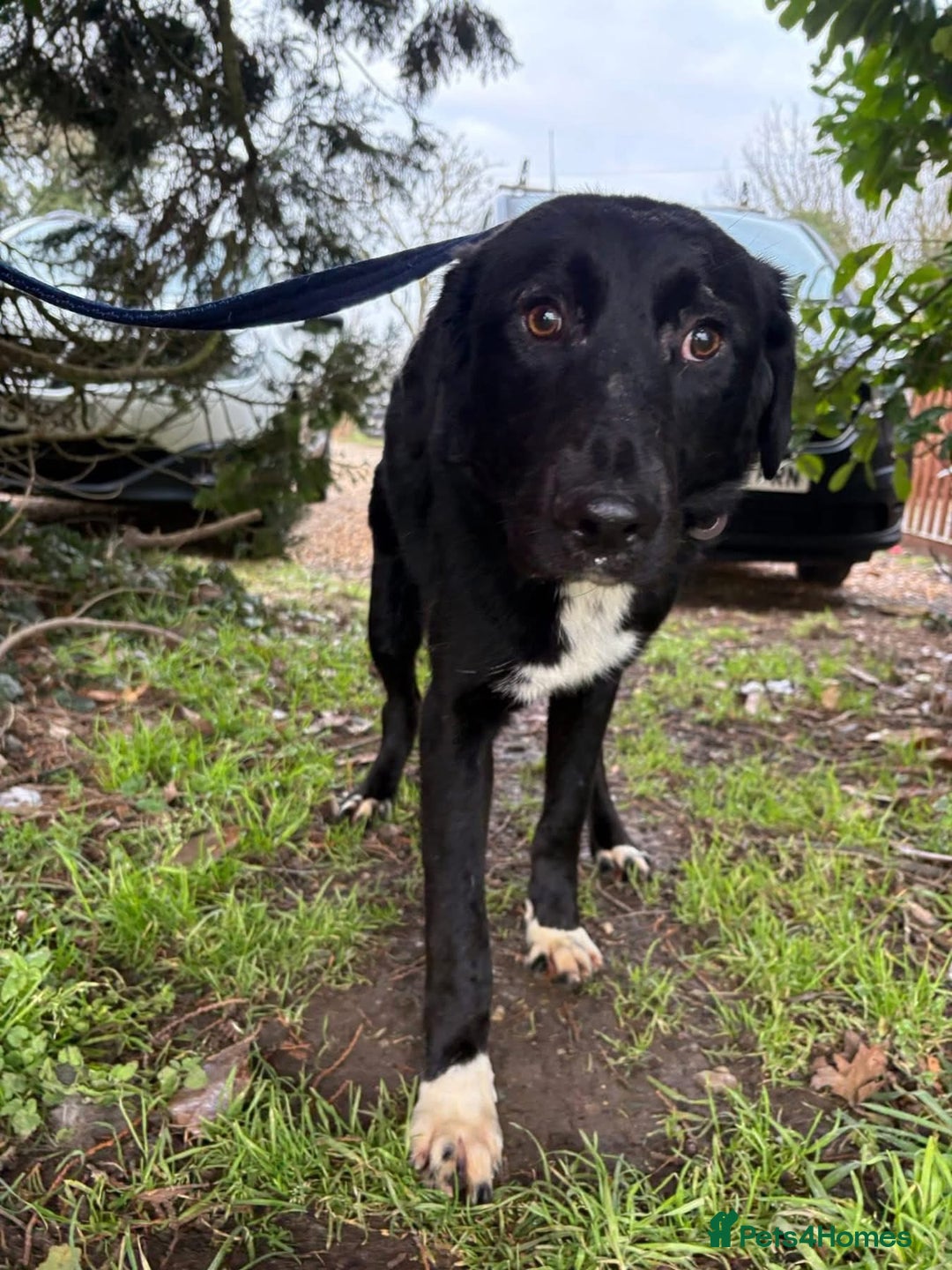 Mixed Breed dogs for adoption: Sisco - Norwich Norfolk  - Advert 8