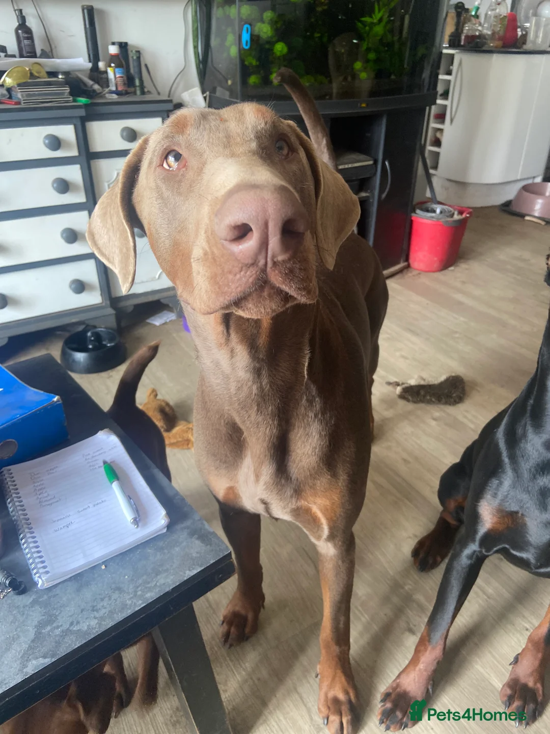 Dobermann dogs for sale: Special rehome - Advert 7