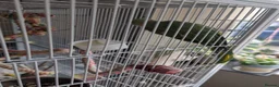 Parakeets birds for sale: Indian ringneck parakeet  in Hartlepool - Advert 1