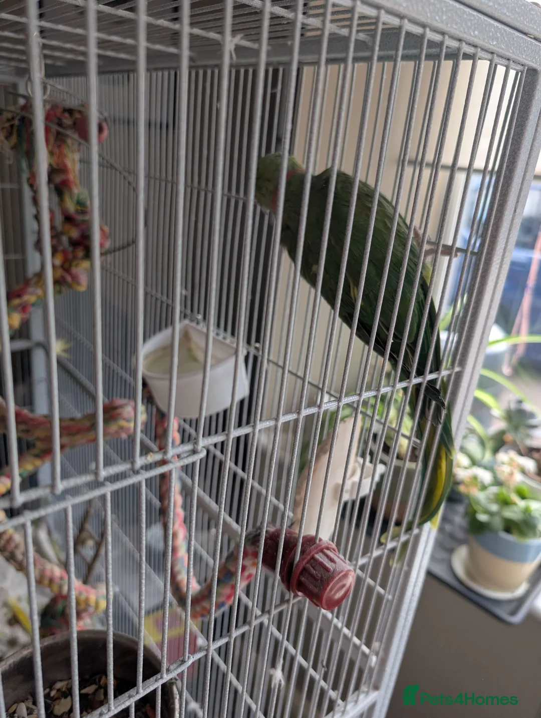 Parakeets birds for sale: Indian ringneck parakeet  in Hartlepool - Advert 1