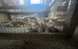 Mixed Breed cats for sale: Beautiful grey kittens - Image 11