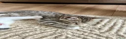 Mixed Breed cats for sale: Kittens - mixed British longhair cross - Advert 30