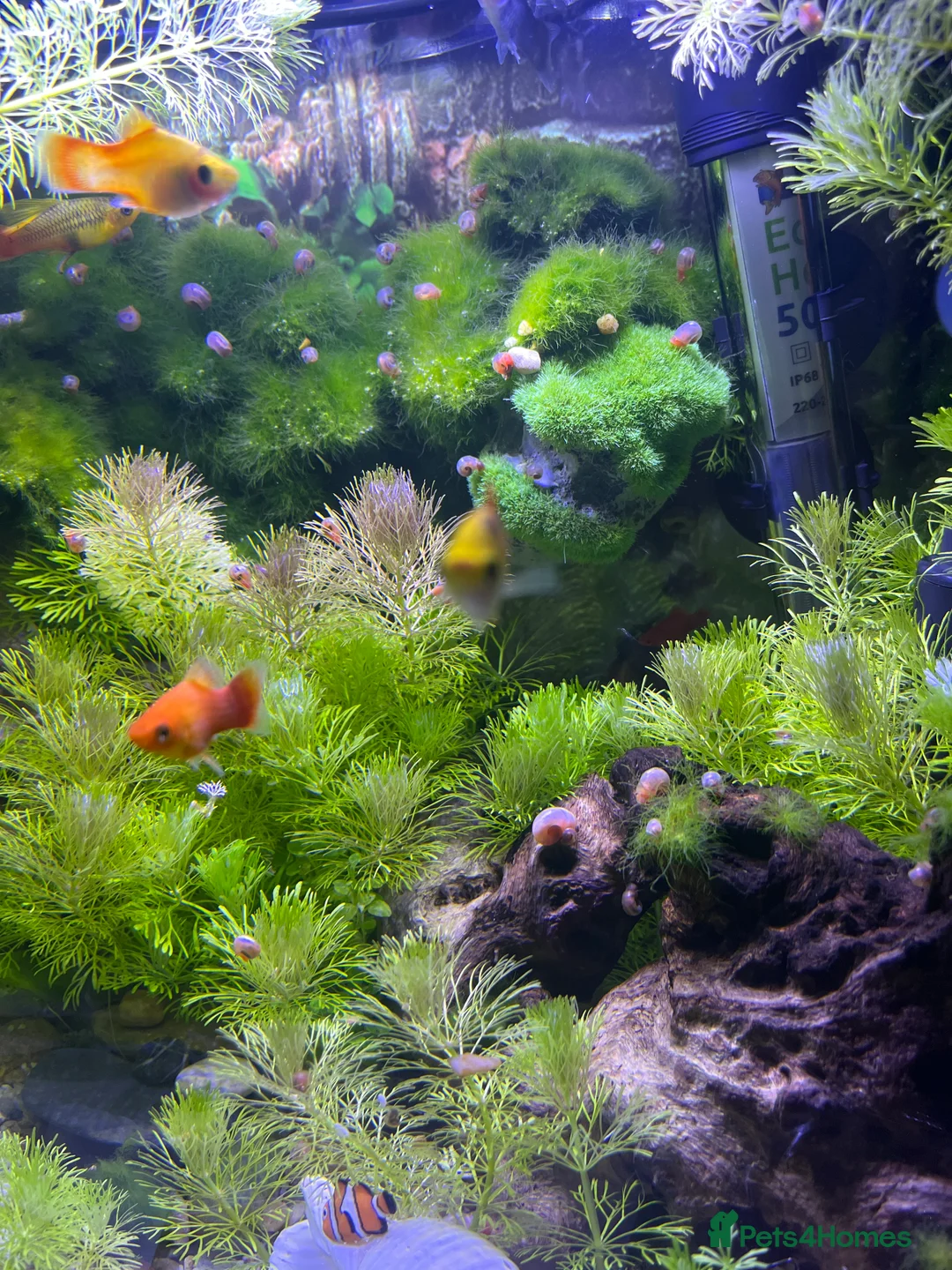 Snails fish for sale: Beautiful pearl pink ramshorn snails - Advert 2