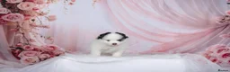 Pomsky dogs for sale: F4 Pomsky females from health tested parents - Advert 21