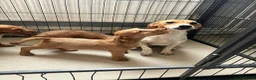 Jackapoo dogs for sale: Jackapoo Puppies Ready Now - Advert 16