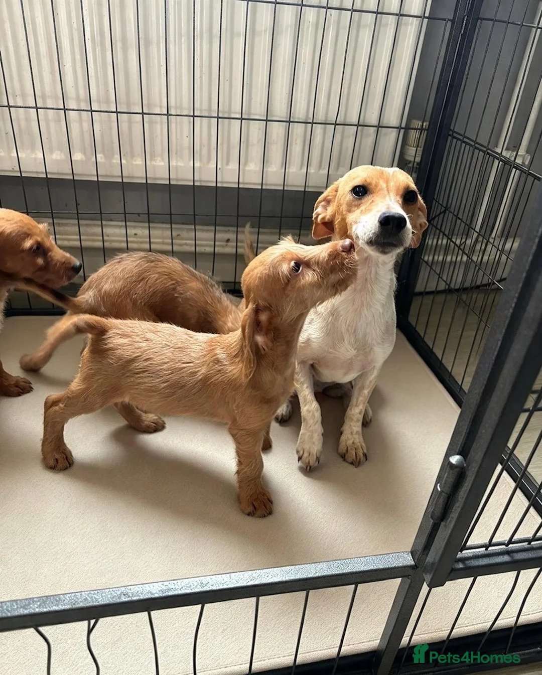 Jackapoo dogs for sale: Jackapoo Puppies Ready Now - Advert 16