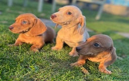 Miniature Dachshund dogs for sale: Stunning miniature dash’s  - Image 6
