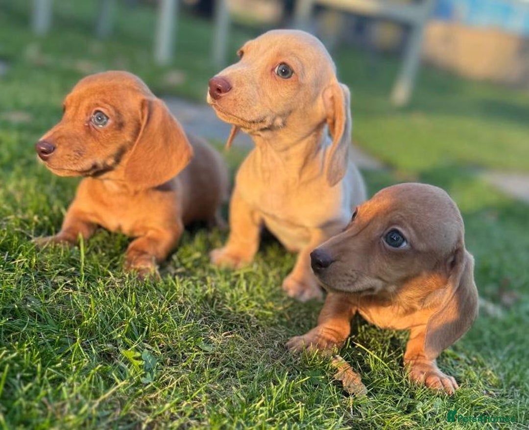 Miniature Dachshund dogs for sale: Stunning miniature dash’s  - Image 6
