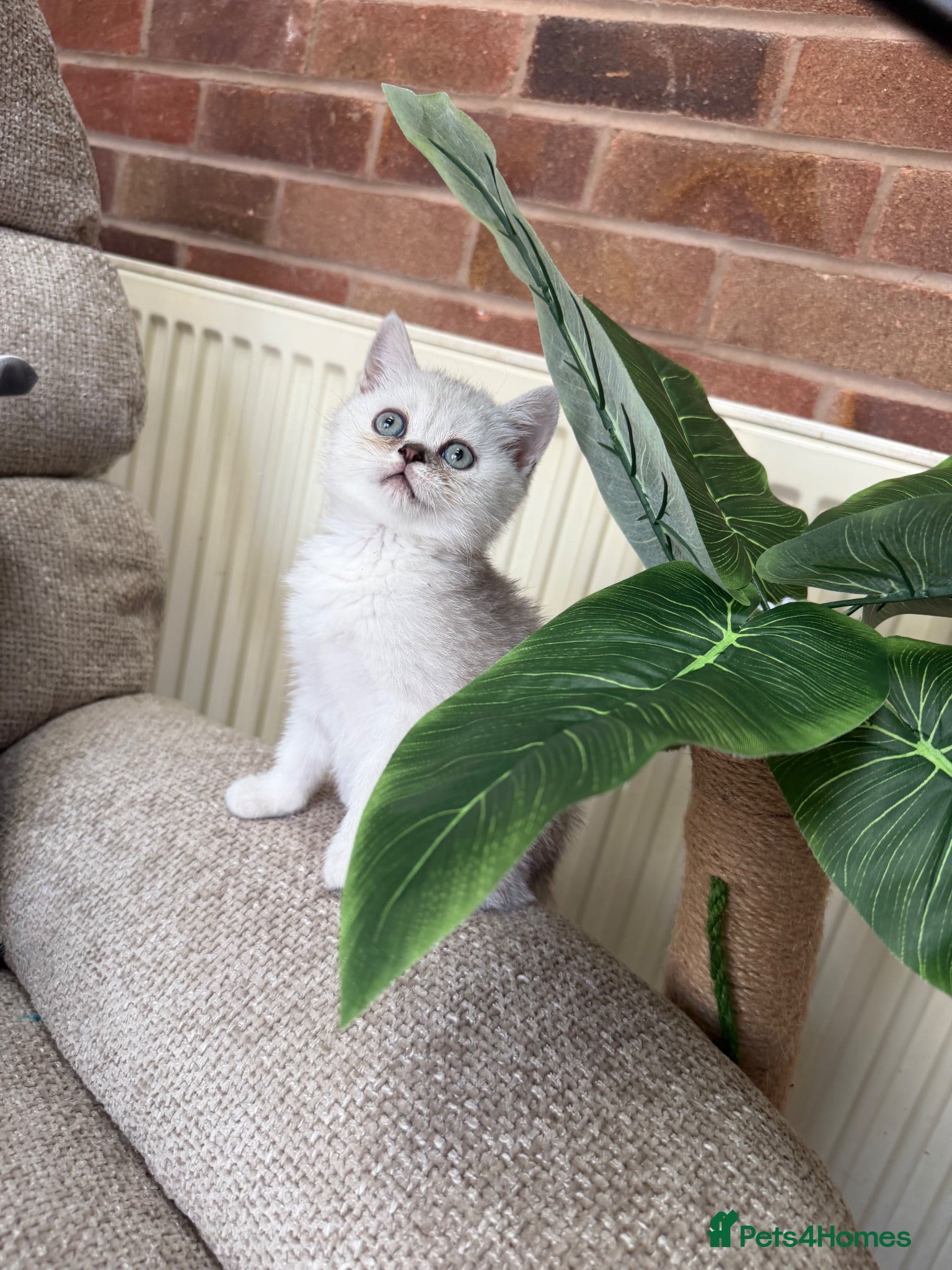 Scottish Fold cats Discount available ❤️Lovely scotish kittens💕💕💕 - Advert 2