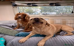 Labrador Retriever dogs for sale: My Boy Lenny - Labrador  - Image 22