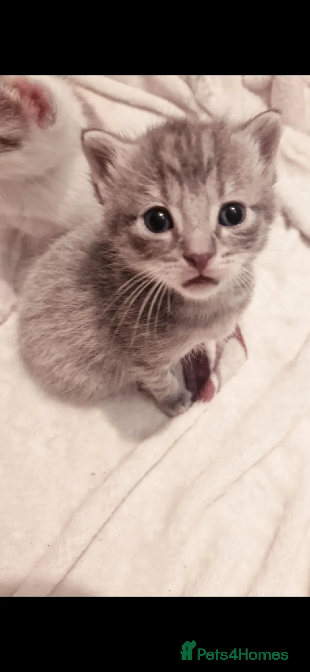 British Shorthair cats for sale: 4 beautiful kittens looking  for forever home  in Salisbury - Advert 7