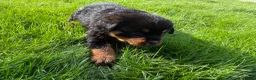 Rottweiler dogs for sale: 🏆🐾 5STAR BREEDERS🐾🏆KC REG girl and boys 💖💙 - Advert 28