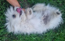 Bichon Frise dogs for adoption: KETHO - a superb, little boy, for a Loving Home - Image 3