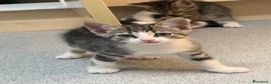 Kitten 2