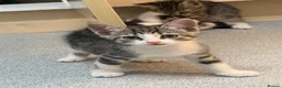 Mixed Breed cats for sale: Cute maine coone + domestic shorthair kittens - Advert 18