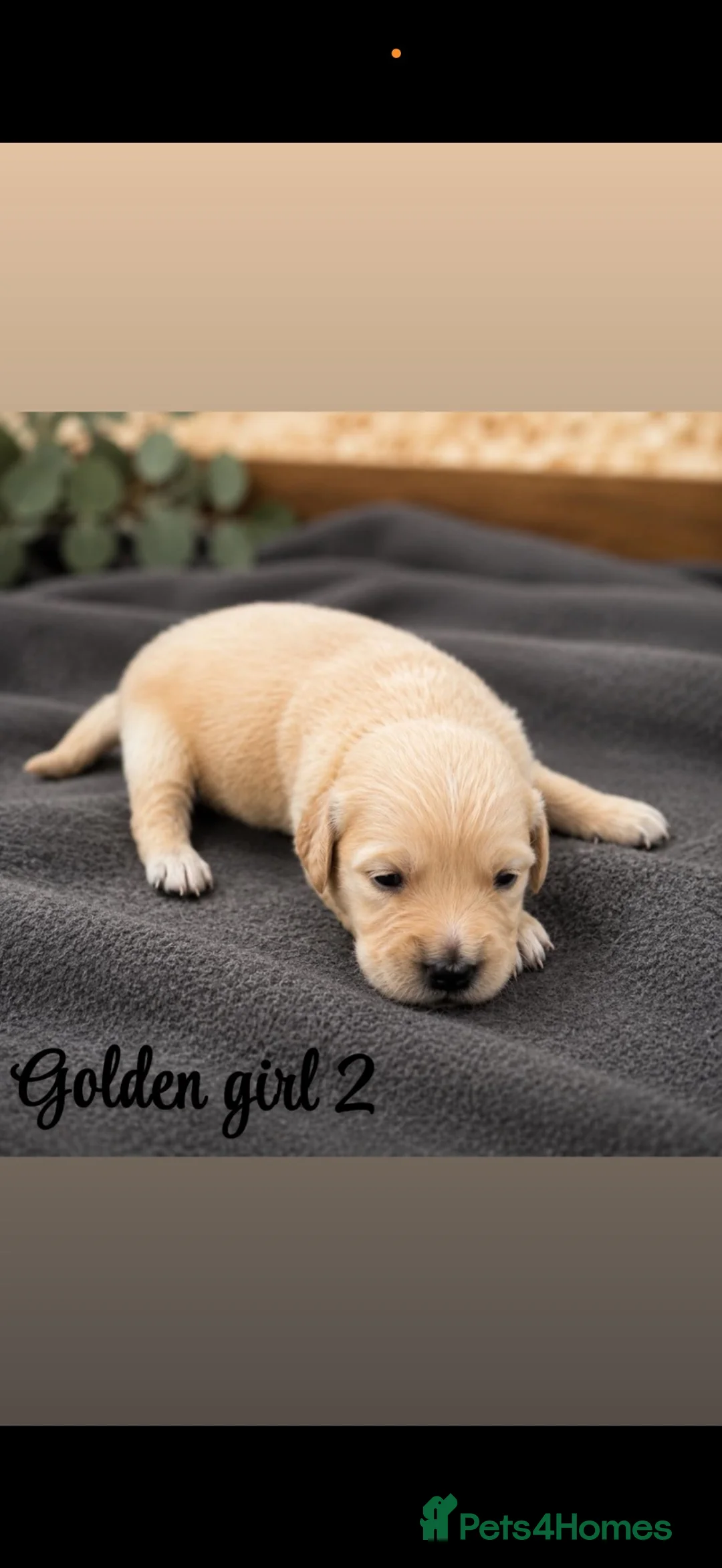 Golden Retriever dogs for sale: Stunning golden Retrever puppy’s  in Durham - Advert 2