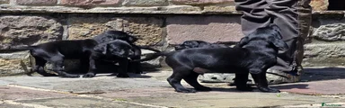 Labrador Retriever Puppy 3