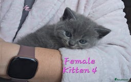 British Shorthair cats for sale: Kittens - Image 12