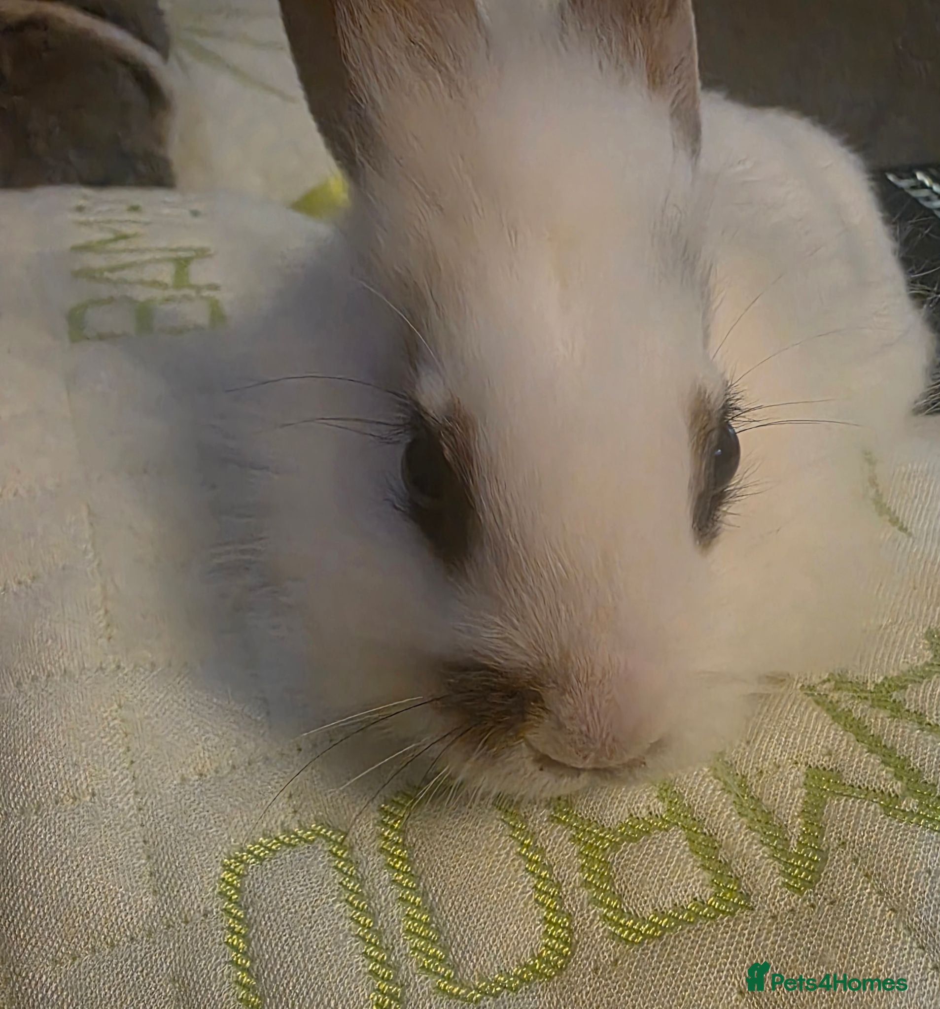 Lionhead rabbits Last sister left rest given to family members  - Advert 1