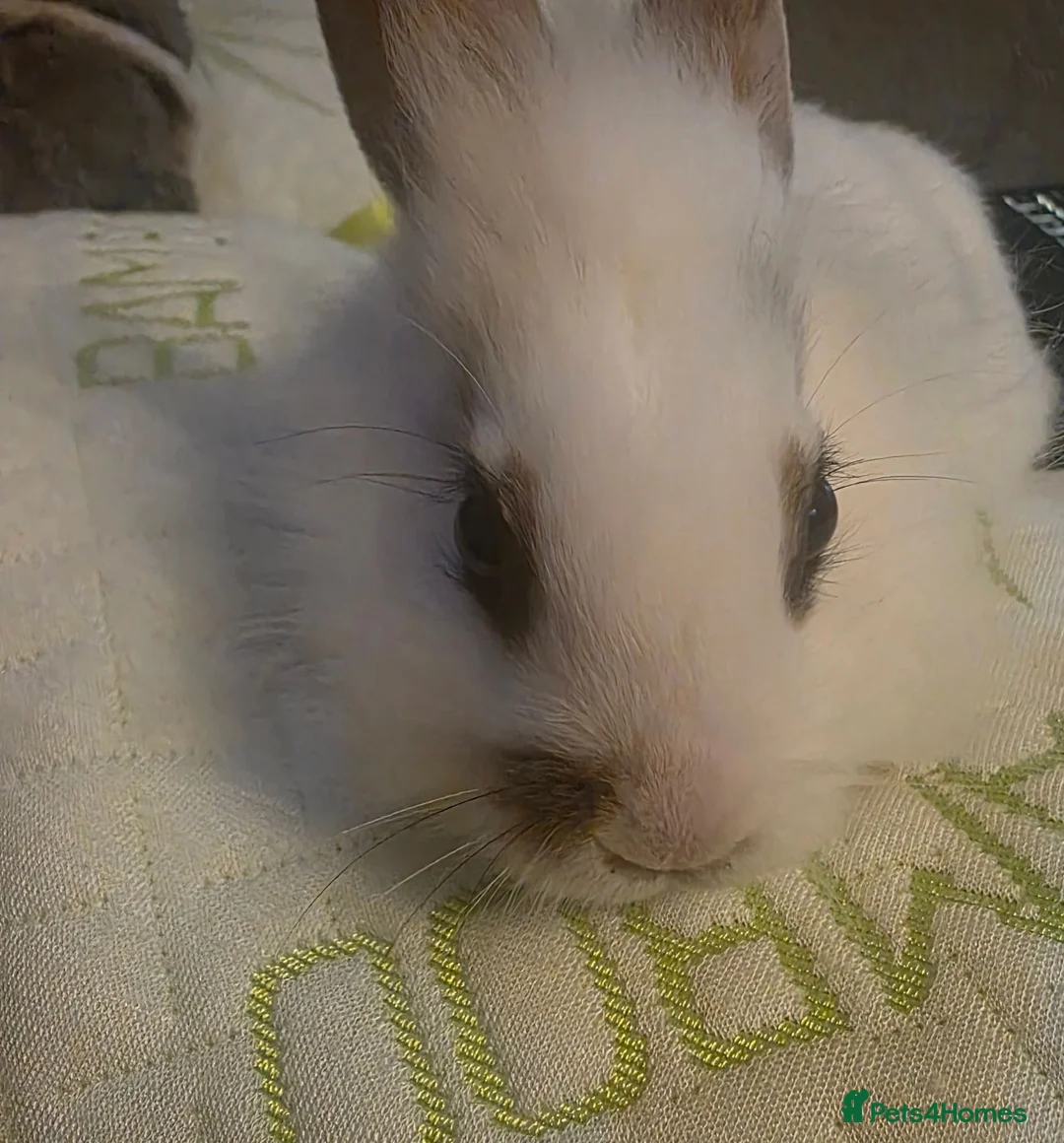Lionhead rabbits for sale: Last sister left rest given to family members  in Huntingdon - Advert 1