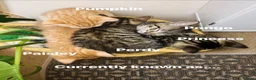 Mixed Breed cats for sale: Kittens -1  female & 1 male Tabby  in Tiverton - Advert 10
