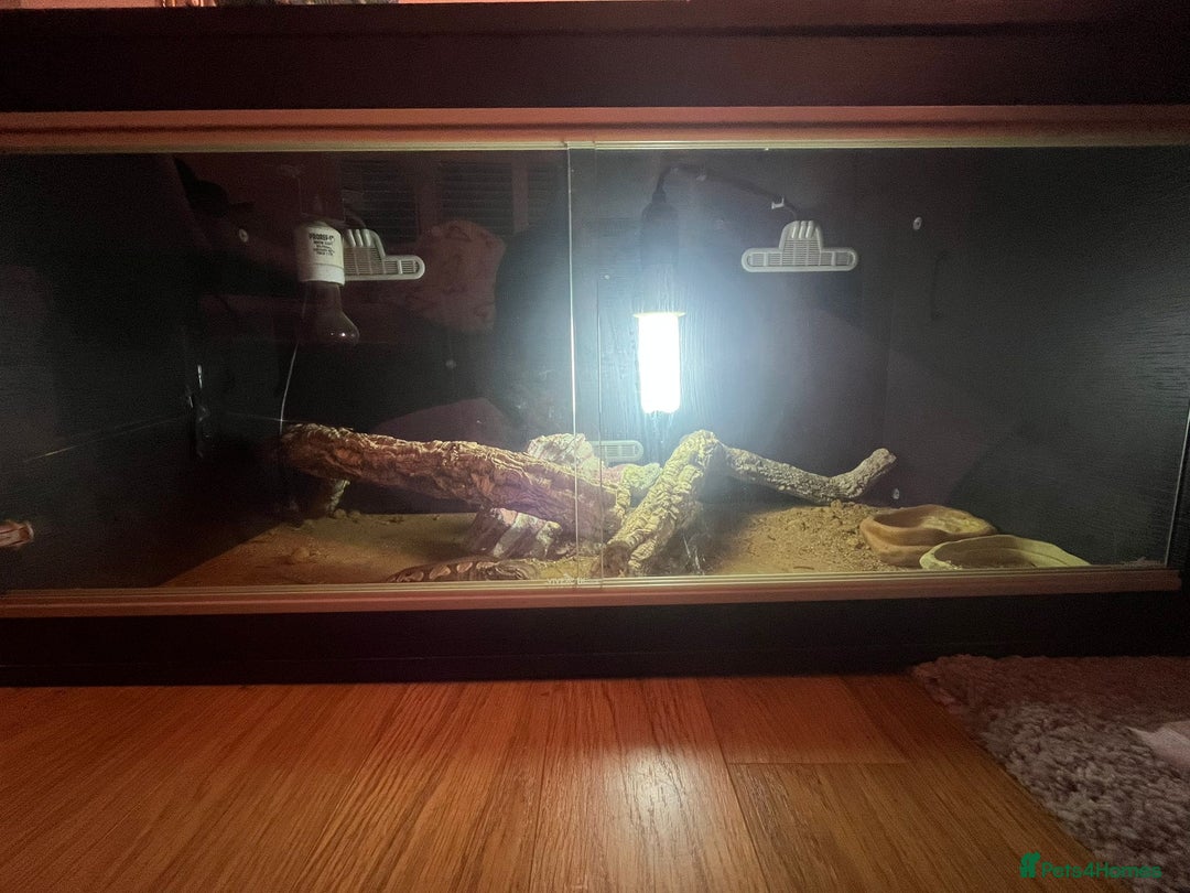 Dragon reptiles for sale: Miracle  - Advert 5