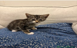 Mixed Breed cats for sale: 2 female kittens for sale - Image 3