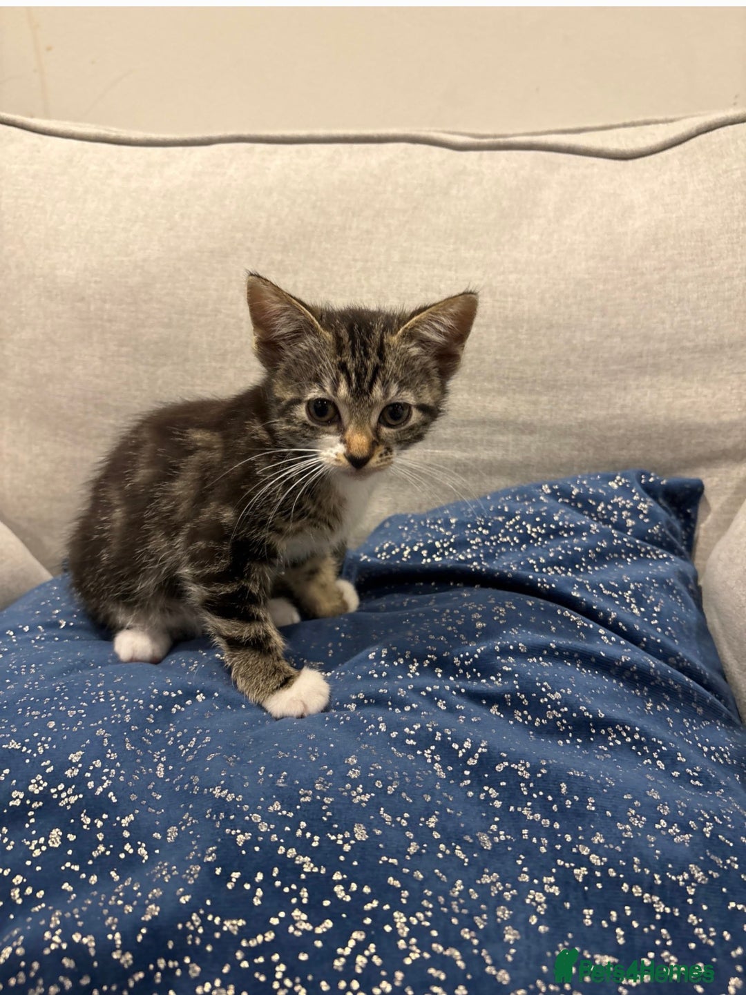 Mixed Breed cats for sale: 2 female kittens for sale - Image 3
