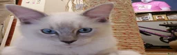 Ragdoll cats for sale: Ragdoll 1 - Advert 3