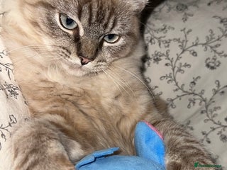 Ragdoll cats Male Ragdoll in London - Advert 1