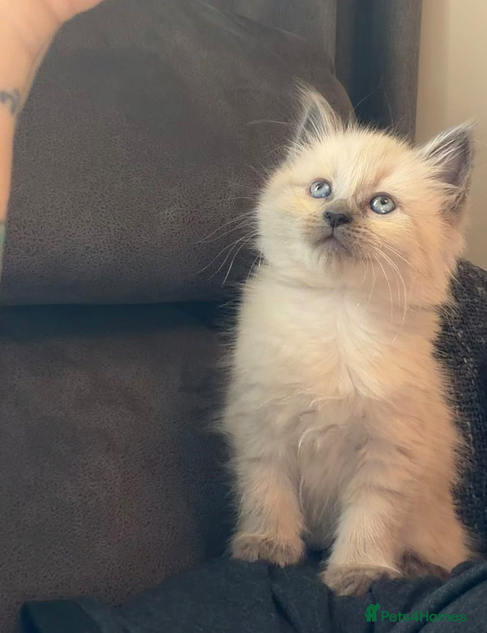 Ragdoll cats Beautiful pure Ragdoll kittens  - Advert 1