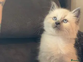 Ragdoll cats Beautiful pure Ragdoll kittens - Advert 13