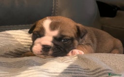 English Bulldog dogs for sale: Kc reg English bulldog puppies 🏴󠁧󠁢󠁥󠁮󠁧󠁿 - Image 21